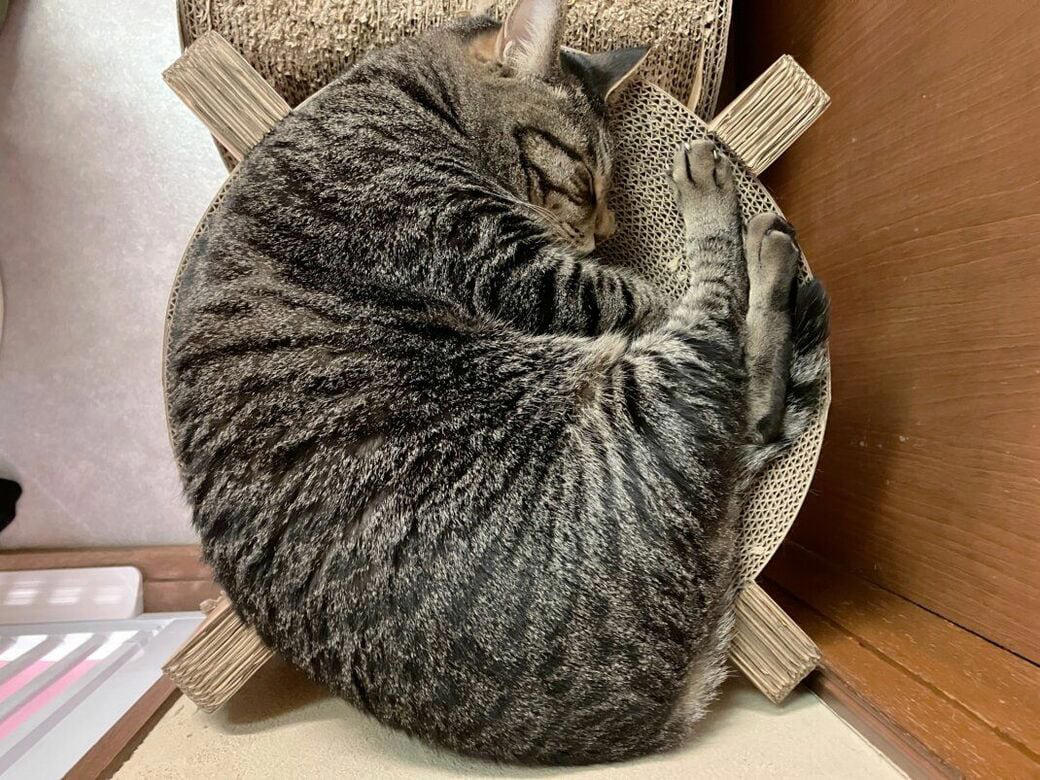 どこで出会えるか？, どういう仕組み？, 所有権放棄で保健所に持ち込まれる猫たち…, 高齢者への認知度アップが課題, 猫問題の根幹には人の問題がある
