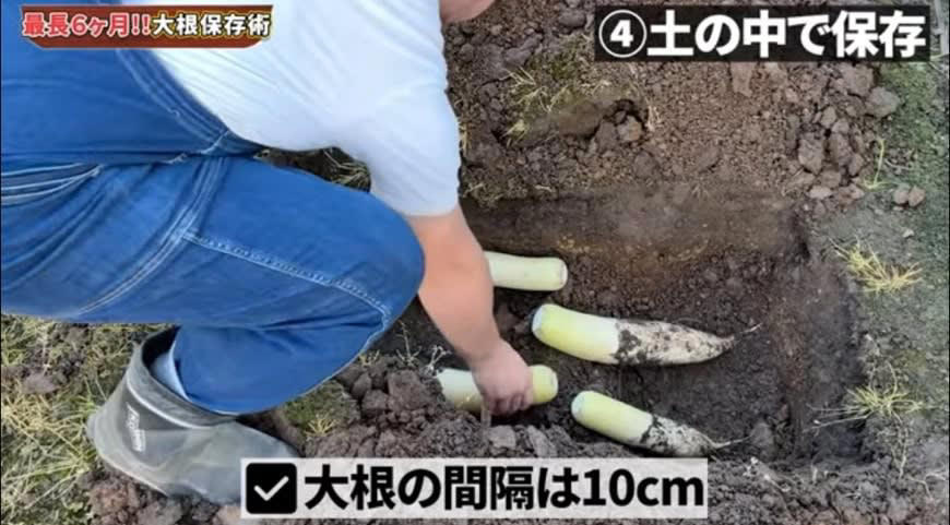 大根は「ス」が入らないように保存！, 大根を長持ちさせるポイント, ● ポイント① 縦に立てて保存する, ● ポイント② 葉は必ず切り落とす, 大根の保存術① 冬限定・常温保存, 大根の保存術② 冷蔵保存, ▼ 部位ごとの使い分け, 大根の保存術③ 冷凍保存, 大根の保存術④ 土の中で保存【最重要】, 大根の保存術⑤ 保存食にする, 大根の葉もムダなく活用！, ● 冷蔵保存（短期）