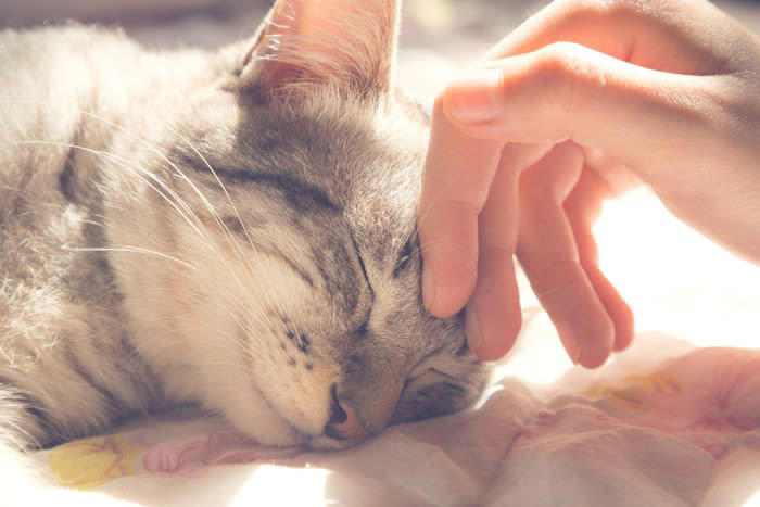 1.やわらかいものを見るたびに思い出す, 2.猫写真や猫動画を見続ける, 3.猫がいそうな場所を二度見する, 4.脳裏に愛猫の姿がよぎる, 5.夢に出てくる