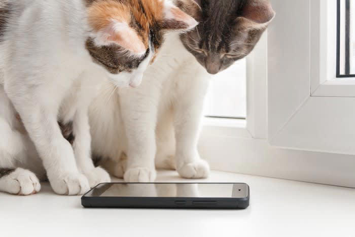 1.やわらかいものを見るたびに思い出す, 2.猫写真や猫動画を見続ける, 3.猫がいそうな場所を二度見する, 4.脳裏に愛猫の姿がよぎる, 5.夢に出てくる