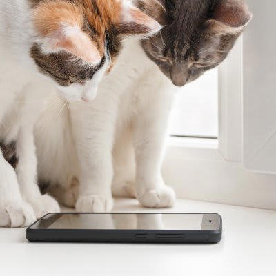 1.やわらかいものを見るたびに思い出す, 2.猫写真や猫動画を見続ける, 3.猫がいそうな場所を二度見する, 4.脳裏に愛猫の姿がよぎる, 5.夢に出てくる