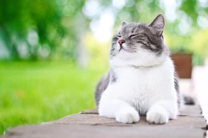 1.やわらかいものを見るたびに思い出す, 2.猫写真や猫動画を見続ける, 3.猫がいそうな場所を二度見する, 4.脳裏に愛猫の姿がよぎる, 5.夢に出てくる