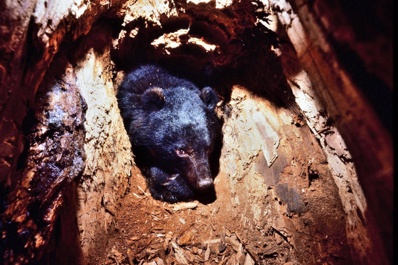■物置小屋の中にクマ！, ■年明けも頻繁に「クマ目撃情報」, ■「孤児グマ」の増加が関係？, ■母が駆除され、冬眠の作法を学べなかった, ■別荘や小屋にクマが潜り込んで越冬, ■越冬穴に引きずり込まれて死亡, ■麓近くのクマは「眠りが浅い」, ■草地で越冬、歩き回るクマも