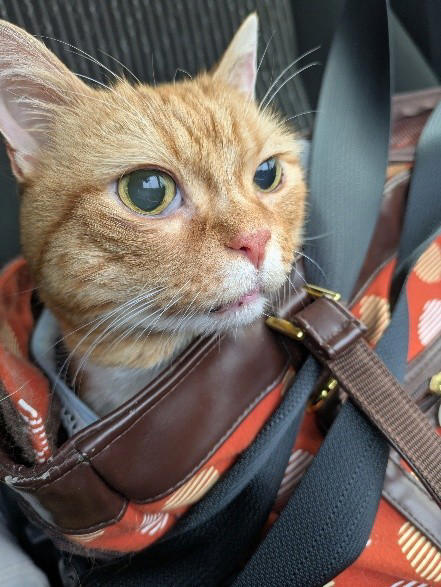 猫が苦手な夫が1匹の猫に一目惚れ！思わぬ形で始まった猫ライフ, お迎えから長い年月を経て現れた“口の中の異変”, シリンジでの強制給餌は限界… “経鼻カテーテルでの栄養補給“に悩んで, もっと早く気づけていたら…　愛猫亡き後に感じた“安堵と後悔”