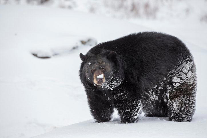 ■物置小屋の中にクマ！, ■年明けも頻繁に「クマ目撃情報」, ■「孤児グマ」の増加が関係？, ■母が駆除され、冬眠の作法を学べなかった, ■別荘や小屋にクマが潜り込んで越冬, ■越冬穴に引きずり込まれて死亡, ■麓近くのクマは「眠りが浅い」, ■草地で越冬、歩き回るクマも