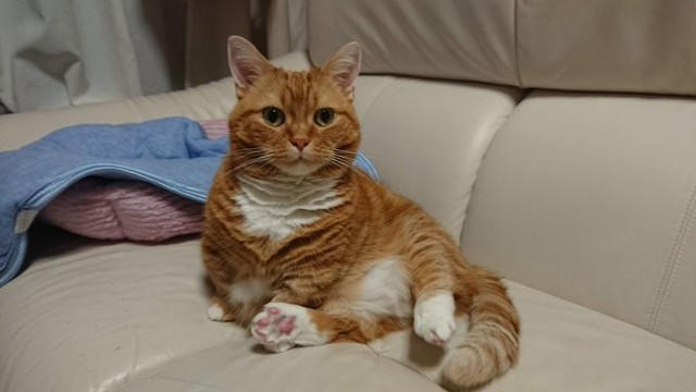 猫が苦手な夫が1匹の猫に一目惚れ！思わぬ形で始まった猫ライフ, お迎えから長い年月を経て現れた“口の中の異変”, シリンジでの強制給餌は限界… “経鼻カテーテルでの栄養補給“に悩んで, もっと早く気づけていたら…　愛猫亡き後に感じた“安堵と後悔”