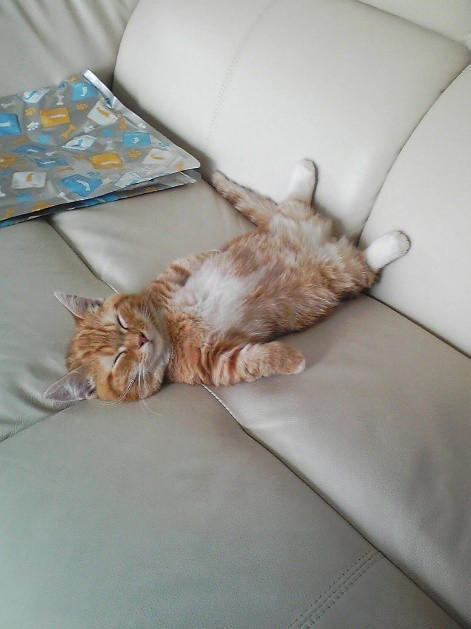 猫が苦手な夫が1匹の猫に一目惚れ！思わぬ形で始まった猫ライフ, お迎えから長い年月を経て現れた“口の中の異変”, シリンジでの強制給餌は限界… “経鼻カテーテルでの栄養補給“に悩んで, もっと早く気づけていたら…　愛猫亡き後に感じた“安堵と後悔”