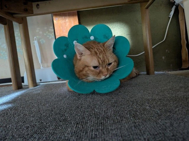 猫が苦手な夫が1匹の猫に一目惚れ！思わぬ形で始まった猫ライフ, お迎えから長い年月を経て現れた“口の中の異変”, シリンジでの強制給餌は限界… “経鼻カテーテルでの栄養補給“に悩んで, もっと早く気づけていたら…　愛猫亡き後に感じた“安堵と後悔”
