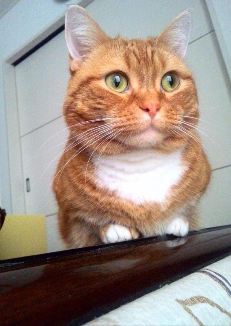 猫が苦手な夫が1匹の猫に一目惚れ！思わぬ形で始まった猫ライフ, お迎えから長い年月を経て現れた“口の中の異変”, シリンジでの強制給餌は限界… “経鼻カテーテルでの栄養補給“に悩んで, もっと早く気づけていたら…　愛猫亡き後に感じた“安堵と後悔”