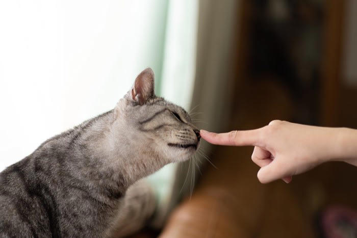 1.ゆっくり瞬きをする, 2.鼻先を近づけてくる, 3.しっぽを立ててスリ寄ってくる, 4.頭や頬をすりつける, 5.短く小さく鳴く