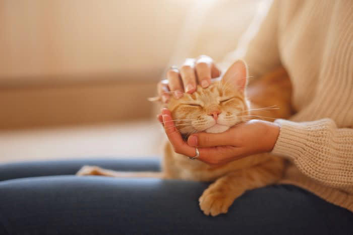 猫が飼い主に『体を預けてくる』ときの心理とは？, 1.心から安心したい, 2.温もりと匂いに包まれたい, 3.甘えたい気持ちをさりげなく伝えたい, 4.心や体を休ませたくなっている, 5. 不安な気持ちから「守ってほしい」と感じている, 愛猫が喜ぶ応え方のポイント