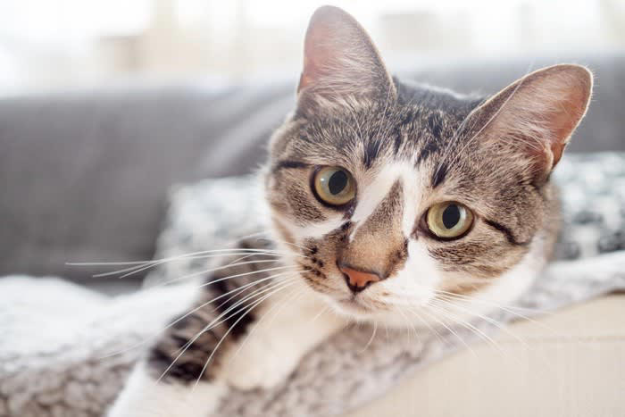 猫が飼い主に『体を預けてくる』ときの心理とは？, 1.心から安心したい, 2.温もりと匂いに包まれたい, 3.甘えたい気持ちをさりげなく伝えたい, 4.心や体を休ませたくなっている, 5. 不安な気持ちから「守ってほしい」と感じている, 愛猫が喜ぶ応え方のポイント