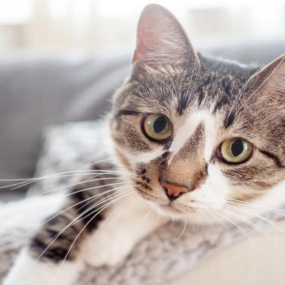 猫が飼い主に『体を預けてくる』ときの心理とは？, 1.心から安心したい, 2.温もりと匂いに包まれたい, 3.甘えたい気持ちをさりげなく伝えたい, 4.心や体を休ませたくなっている, 5. 不安な気持ちから「守ってほしい」と感じている, 愛猫が喜ぶ応え方のポイント