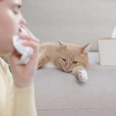 1.鋭い爪や牙でケガをすることがある, 2.感染症を持っていることがある, 3.アレルギーを発症することがある, 猫との暮らしで気をつけたいこと