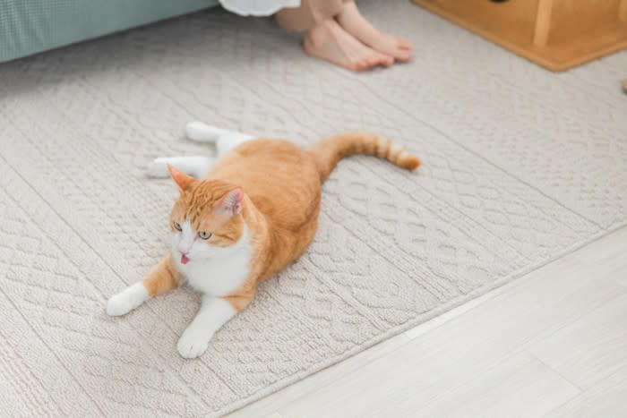 1.鋭い爪や牙でケガをすることがある, 2.感染症を持っていることがある, 3.アレルギーを発症することがある, 猫との暮らしで気をつけたいこと