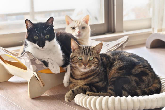 1.鋭い爪や牙でケガをすることがある, 2.感染症を持っていることがある, 3.アレルギーを発症することがある, 猫との暮らしで気をつけたいこと