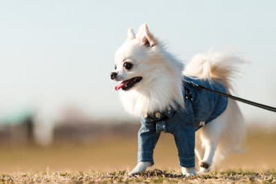散歩をさせすぎた犬が見せるサイン4選, 1. 地面に座り込んで動かなくなる, 2. 呼吸が荒くなる・呼吸が乱れる, 3. 舌の色が青紫色になる, 4. 歩く速度が遅くなる・ふらつく, 過度な運動による犬への影響