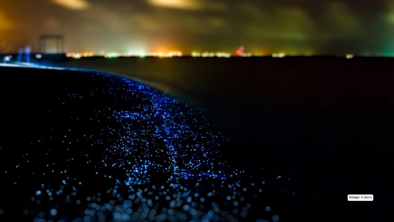 1. Bioluminescent Beach – Vaadhoo, Maldives At night, the waters around Vaadhoo Island glow like a galaxy of stars. Phytoplankton in the shallow lagoon emits light when disturbed, creating a mesmerizing “sea of stars” effect that feels truly otherworldly., 2. Pink Sands Beach – Harbour Island, Bahamas Soft, powdery pink sand stretches along this idyllic Caribbean island, tinted by microscopic organisms in the coral. The contrast with the turquoise waters makes it a photographer’s dream., 3. Whitehaven Beach – Queensland, Australia Renowned for 98% pure silica sand, Whitehaven Beach’s brilliant white shoreline swirls with clear turquoise waters at Hill Inlet. Its visual spectacle, ever-changing with tides, is simply hypnotic., 4. Diamond Beach – Iceland Near Jökulsárlón Glacier Lagoon, chunks of glacial ice scatter across black volcanic sand, sparkling like diamonds in the sunlight. The stark contrast between ice and dark sand creates a surreal Arctic scene., 5. Papakōlea Green Sand Beach – Big Island, Hawaii One of only four green sand beaches in the world, Papakōlea’s olive-colored sand comes from olivine crystals. Its remote location and striking color make it an unforgettable experience., 6. Reynisfjara Black Sand Beach – Iceland This dramatic beach is famous for its jet-black sand, powerful Atlantic waves, and towering basalt columns. A natural masterpiece of Icelandic geology, it’s both eerie and beautiful., 7. Hidden Beach – Marieta Islands, Mexico Also known as Playa del Amor, this secluded beach is hidden inside a volcanic crater. Accessible only through a water tunnel, it offers a private slice of paradise unlike any other., 8. Glass Beach – Fort Bragg, California Shimmering with smooth, multicolored sea glass, this beach was formed from decades of discarded glass polished by the ocean. Walking here feels like stepping on nature’s own gemstone collection., 9. Boulders Beach – Simon’s Town, South Africa Famous for its resident colony of African penguins, Boulders Beach combines giant granite boulders with secluded coves. It’s surreal not just in scenery but also in wildlife encounters., 10. Red Beach – Santorini, Greece Nestled against rust-colored volcanic cliffs, Red Beach’s terracotta-hued sand and clear blue waters create an iconic, almost painterly landscape. Its dramatic backdrop makes every sunset unforgettable.