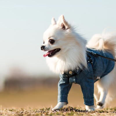 散歩をさせすぎた犬が見せるサイン4選, 1. 地面に座り込んで動かなくなる, 2. 呼吸が荒くなる・呼吸が乱れる, 3. 舌の色が青紫色になる, 4. 歩く速度が遅くなる・ふらつく, 過度な運動による犬への影響