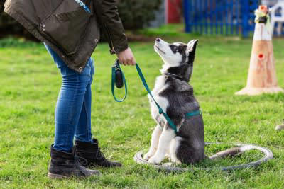 「しつけができていない犬」がする5つの行動, 4.トイレの失敗, なぜ問題行動が起きてしまうのか？, 今日からできる問題行為を改善するトレーニング, 「褒める」しつけの徹底, 合図（コマンド）の統一, しつけを成功させるために大切なこと