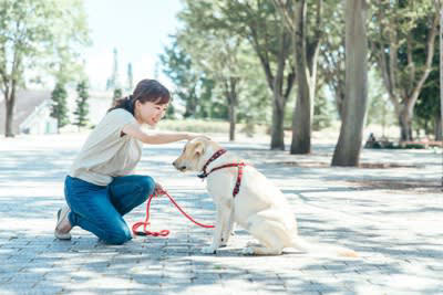 「しつけができていない犬」がする5つの行動, 4.トイレの失敗, なぜ問題行動が起きてしまうのか？, 今日からできる問題行為を改善するトレーニング, 「褒める」しつけの徹底, 合図（コマンド）の統一, しつけを成功させるために大切なこと
