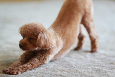犬が体をぐーっと伸ばす心理4選, 1. 体を伸ばしたい（ストレッチ）, 2. 遊びへの誘い, 3. 緊張・不安を和らげる, 4. 警戒心を持っている, 犬が体を伸ばすときは注意が必要なケースも