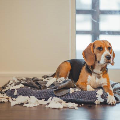 「しつけができていない犬」がする5つの行動, 4.トイレの失敗, なぜ問題行動が起きてしまうのか？, 今日からできる問題行為を改善するトレーニング, 「褒める」しつけの徹底, 合図（コマンド）の統一, しつけを成功させるために大切なこと