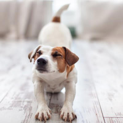 犬が体をぐーっと伸ばす心理4選, 1. 体を伸ばしたい（ストレッチ）, 2. 遊びへの誘い, 3. 緊張・不安を和らげる, 4. 警戒心を持っている, 犬が体を伸ばすときは注意が必要なケースも