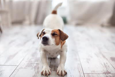 犬が体をぐーっと伸ばす心理4選, 1. 体を伸ばしたい（ストレッチ）, 2. 遊びへの誘い, 3. 緊張・不安を和らげる, 4. 警戒心を持っている, 犬が体を伸ばすときは注意が必要なケースも
