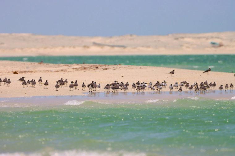 La Graciosa, Spain, São Tomé, Masirah, Oman, Symi, Greece, Porto Santo, Madeira, Gozo, Malta, Mljet, Croatia, Ilha de Tavira, Portugal, Sardinia, Italy