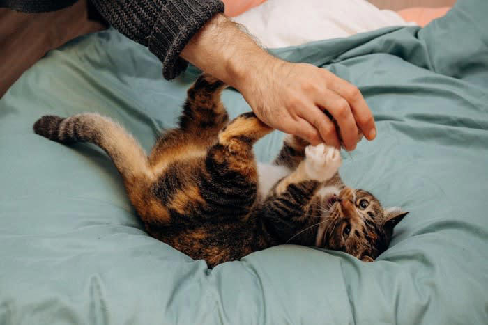 猫が飼い主から離れて寝ようとする理由5つ, 1.快適な温度を求めている, 2.静かな環境で眠りたい, 3.安全な場所を選んでいる, 4.気分や体調で距離を調整, 5.成長や加齢による変化, 愛猫と一緒に寝るために意識したいポイント