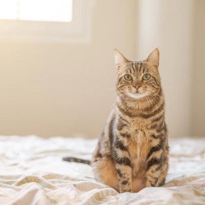 猫が飼い主から離れて寝ようとする理由5つ, 1.快適な温度を求めている, 2.静かな環境で眠りたい, 3.安全な場所を選んでいる, 4.気分や体調で距離を調整, 5.成長や加齢による変化, 愛猫と一緒に寝るために意識したいポイント