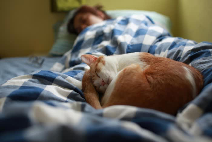 猫が飼い主から離れて寝ようとする理由5つ, 1.快適な温度を求めている, 2.静かな環境で眠りたい, 3.安全な場所を選んでいる, 4.気分や体調で距離を調整, 5.成長や加齢による変化, 愛猫と一緒に寝るために意識したいポイント
