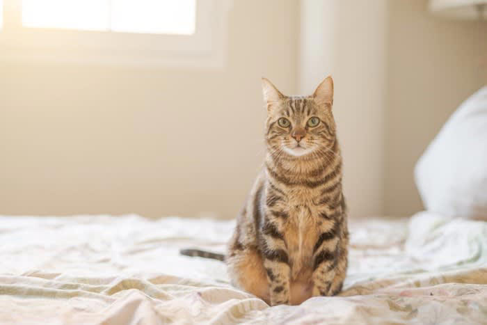 猫が飼い主から離れて寝ようとする理由5つ, 1.快適な温度を求めている, 2.静かな環境で眠りたい, 3.安全な場所を選んでいる, 4.気分や体調で距離を調整, 5.成長や加齢による変化, 愛猫と一緒に寝るために意識したいポイント