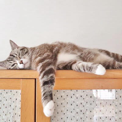 猫が「野性を忘れているな」と感じる瞬間5選, 1.無防備すぎる「ヘソ天」, 2.物音がしても起きないほど爆睡, 3.狩りの仕方を忘れている（下手すぎる）, 4.名前を呼んでも「耳」だけで返事をする, 5.困ったらすぐに飼い主を頼る, 「野生を忘れる」のは飼い主への最高の褒め言葉