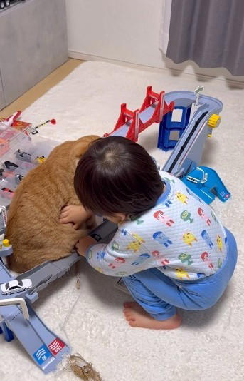 トミカのコース中央に、どっしり座り込む猫, 「何を思ったのか、真ん中へ移動して座りました」, 兄弟猫のはくくんは、キャットタワーでお昼寝中, 車がつかえるたびに“お腹を持ち上げる”息子, 「可愛すぎるし、なぎらしくて愛おしかった」