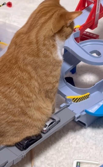 トミカのコース中央に、どっしり座り込む猫, 「何を思ったのか、真ん中へ移動して座りました」, 兄弟猫のはくくんは、キャットタワーでお昼寝中, 車がつかえるたびに“お腹を持ち上げる”息子, 「可愛すぎるし、なぎらしくて愛おしかった」
