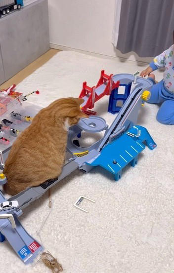 トミカのコース中央に、どっしり座り込む猫, 「何を思ったのか、真ん中へ移動して座りました」, 兄弟猫のはくくんは、キャットタワーでお昼寝中, 車がつかえるたびに“お腹を持ち上げる”息子, 「可愛すぎるし、なぎらしくて愛おしかった」