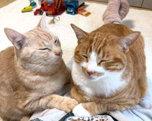トミカのコース中央に、どっしり座り込む猫, 「何を思ったのか、真ん中へ移動して座りました」, 兄弟猫のはくくんは、キャットタワーでお昼寝中, 車がつかえるたびに“お腹を持ち上げる”息子, 「可愛すぎるし、なぎらしくて愛おしかった」
