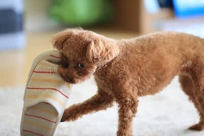 犬がモノをくわえて頭を振り回す心理, 1.狩りの疑似体験をしている, 2.楽しくて興奮している, 3.エネルギーとストレスを発散させている, 4.所有欲や独占欲, 5.達成感や満足感を味わっている, 犬がモノをくわえて頭を振り回すときの注意点