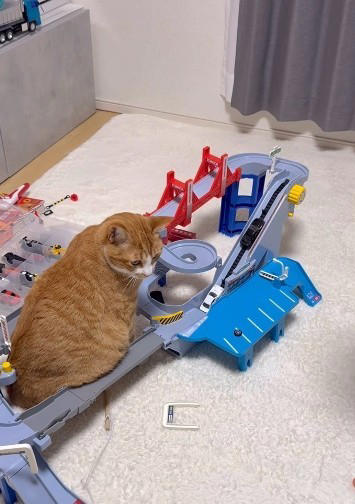 トミカのコース中央に、どっしり座り込む猫, 「何を思ったのか、真ん中へ移動して座りました」, 兄弟猫のはくくんは、キャットタワーでお昼寝中, 車がつかえるたびに“お腹を持ち上げる”息子, 「可愛すぎるし、なぎらしくて愛おしかった」