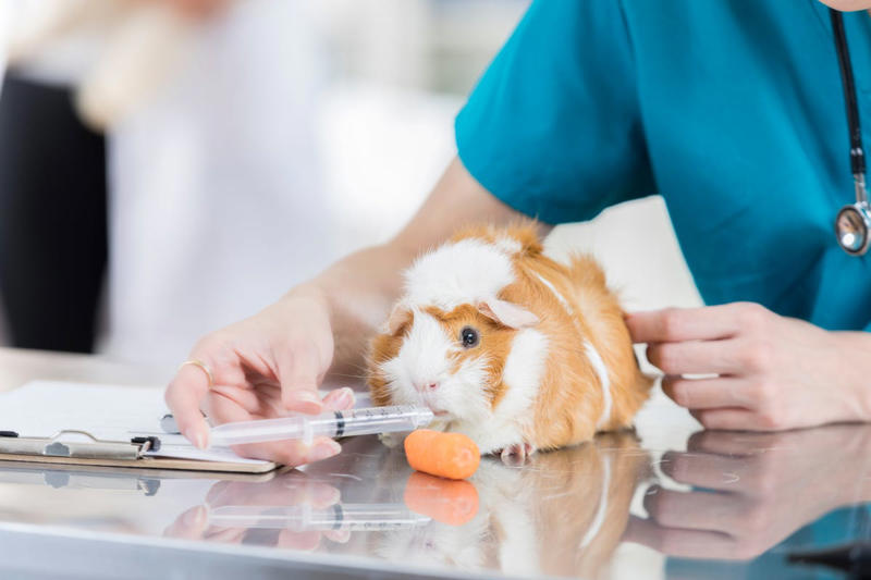 Pet costumes, Grooming wipes, Overstocked pet food, Old collars and leashes, Old medications, Too many pet toys, Last year’s pet paperwork, Grooming tools and accessories