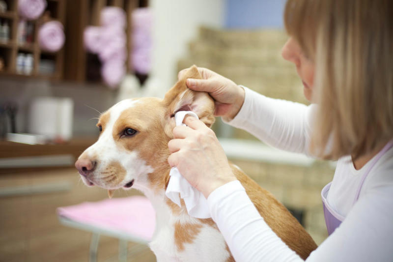 Pet costumes, Grooming wipes, Overstocked pet food, Old collars and leashes, Old medications, Too many pet toys, Last year’s pet paperwork, Grooming tools and accessories