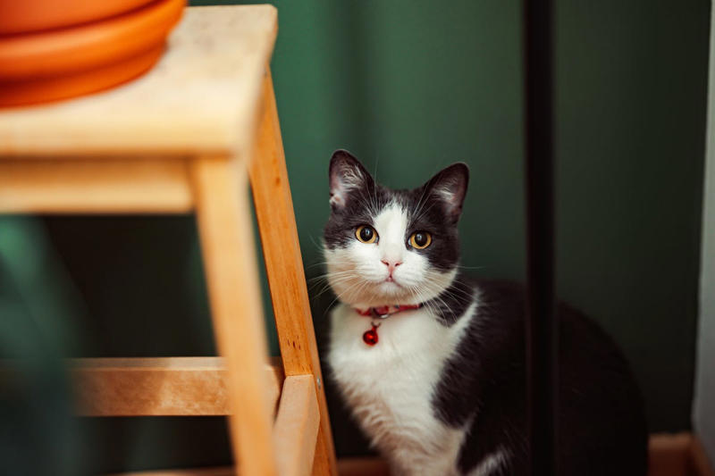 Pet costumes, Grooming wipes, Overstocked pet food, Old collars and leashes, Old medications, Too many pet toys, Last year’s pet paperwork, Grooming tools and accessories