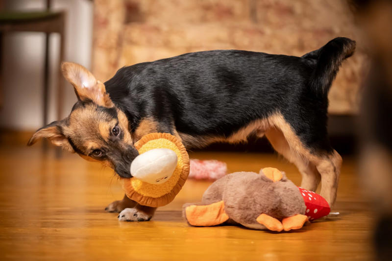 Pet costumes, Grooming wipes, Overstocked pet food, Old collars and leashes, Old medications, Too many pet toys, Last year’s pet paperwork, Grooming tools and accessories
