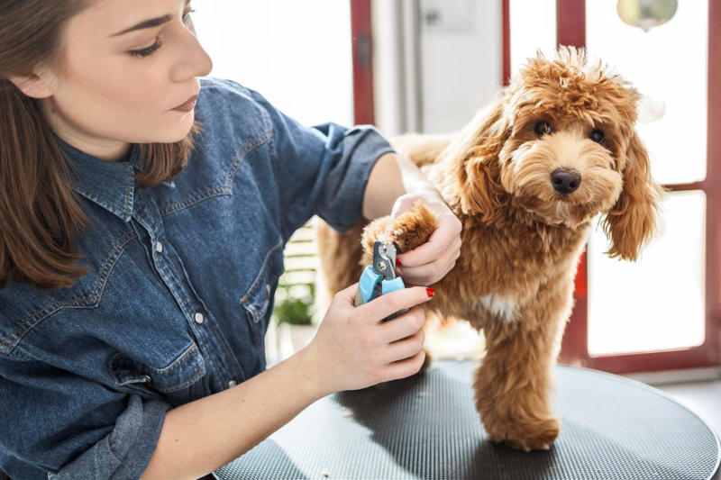 Pet costumes, Grooming wipes, Overstocked pet food, Old collars and leashes, Old medications, Too many pet toys, Last year’s pet paperwork, Grooming tools and accessories