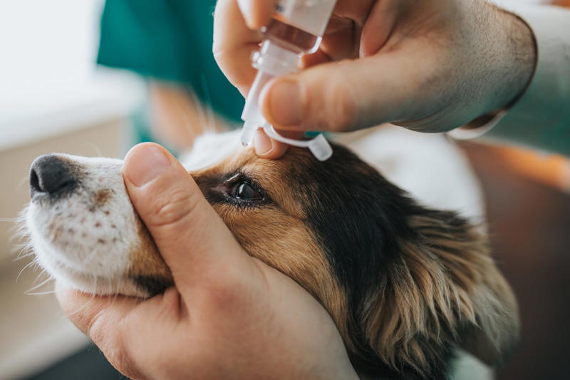 Pet costumes, Grooming wipes, Overstocked pet food, Old collars and leashes, Old medications, Too many pet toys, Last year’s pet paperwork, Grooming tools and accessories