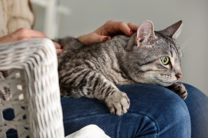 猫が飼い主を判別する3つのポイント, 1.声で判別する, 2.ニオイで判別する, 3.シルエットなどの特徴的な外見から判別する, 猫は飼い主の外見が違ってもわかる？