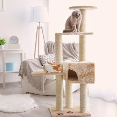 猫の寿命を縮める「危険な飼い方」5選, 1.食事：人間の食べ物を与える・おやつのあげすぎ, 2.環境：完全に室内で飼っていない, 3.体調：予防接種や健康診断を受けさせない, 4.清潔：トイレ掃除をサボってしまう, 5.刺激：猫にとって毒になる植物やアロマを置いている, なぜ今すぐ見直すべきなのか, 今日からできる！愛猫のための改善策