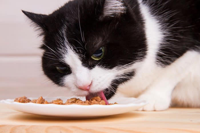 猫の寿命を縮める「危険な飼い方」5選, 1.食事：人間の食べ物を与える・おやつのあげすぎ, 2.環境：完全に室内で飼っていない, 3.体調：予防接種や健康診断を受けさせない, 4.清潔：トイレ掃除をサボってしまう, 5.刺激：猫にとって毒になる植物やアロマを置いている, なぜ今すぐ見直すべきなのか, 今日からできる！愛猫のための改善策